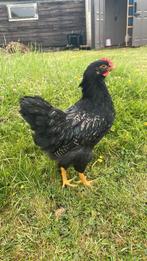Barnevelders, Dieren en Toebehoren, Pluimvee, Mannelijk, Kip