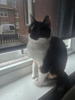 1 poes nog beschikbaar, Dieren en Toebehoren, Katten en Kittens | Overige Katten, Poes, Kortharig