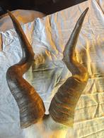 Decoratie schedel, Niet ingevuld, Gebruikt, Verzenden, Niet ingevuld