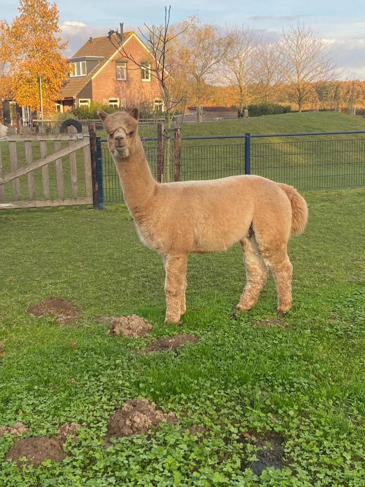 Super mooie dekhengst alpaca te koop, 3 jaar oud, Dieren en Toebehoren, Overige Dieren, Mannelijk, Juni