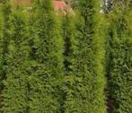Coniferen “THUJA”, Ophalen of Verzenden, Bloeit niet, Overige soorten, Volle zon