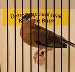 Pagode spreeuwen, Meerdere dieren