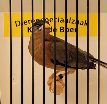 Pagode spreeuwen  beschikbaar voor biedingen