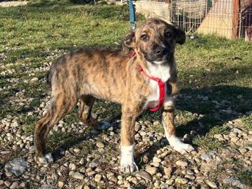 Pup Polly, een lief, speels en vrolijk meisje beschikbaar voor biedingen