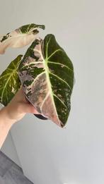 Alocasia black velvet pink variegata, Huis en Inrichting, Overige soorten, Minder dan 100 cm, Groene kamerplant, Halfschaduw