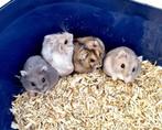 schattige jonge dwerg babyhamsters, Mannelijk, Hamster, Tam