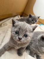 Britse korthaar kittens, Dieren en Toebehoren, Katten en Kittens | Overige Katten, Kater