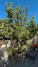 Conference perenboom uit 2019, Tuin en Terras, Planten | Bomen, Overige soorten, 250 tot 400 cm, Zomer, Ophalen