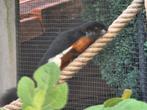 Op zoek naar Prevost eekhoorn, Dieren en Toebehoren, Knaagdieren, Januari, Vrouwelijk, Overige typen
