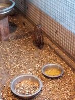 Harlekijn kwartel haan, Dieren en Toebehoren, Vogels | Overige Vogels, Mannelijk