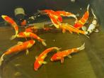 Nisai 25/35cm, Japanse kwekers,  EXTRA voordeel v,a, €75,=, Dieren en Toebehoren, Vissen | Vijvervissen, Karper of Koi