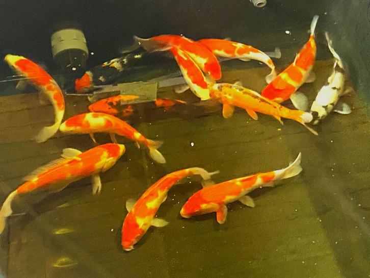Nisai 25/35cm, Japanse kwekers,  EXTRA voordeel v,a, €75,=, Dieren en Toebehoren, Vissen | Vijvervissen, Karper of Koi