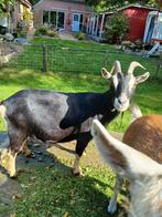 Geiten., Dieren en Toebehoren, Schapen, Geiten en Varkens, Vrouwelijk, Geit, 6 jaar of ouder