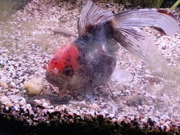 vis gold fish beschikbaar voor biedingen
