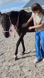 Verzorgpony gezocht/bijrijder aangeboden!, Ophalen of Verzenden