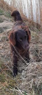 Flatcoated retriever puppy's, Overige rassen, 8 tot 15 weken, Meerdere, Meerdere dieren