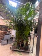 Kentia palm XXL (250cm), Ophalen