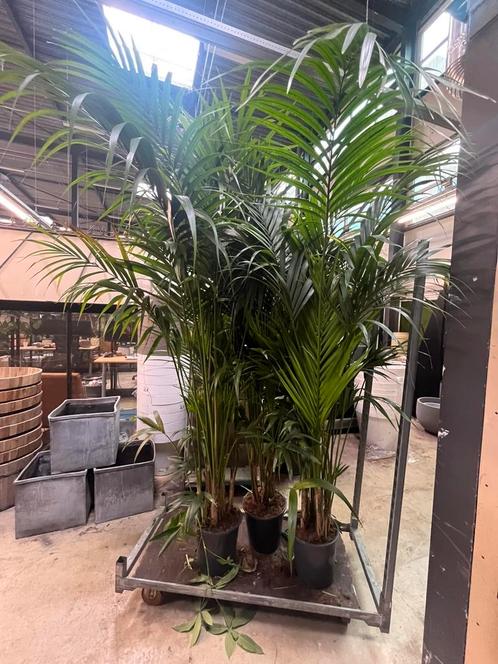Kentia palm XXL (250cm), Huis en Inrichting, Kamerplanten, Ophalen