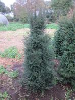 Taxus Baccata, Ophalen, Taxus, Haag, 100 tot 250 cm