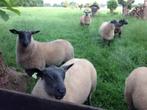 fokrammen te koop., Dieren en Toebehoren, Schapen, Geiten en Varkens, Mannelijk, Schaap, 0 tot 2 jaar