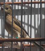 Gelebek x paapje jongman geringd 2024 met dna, Mannelijk, Tropenvogel, Geringd