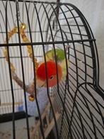 Agapornis vogel te koop, Dieren en Toebehoren, Vogels | Kanaries, Mannelijk, Kleurkanarie