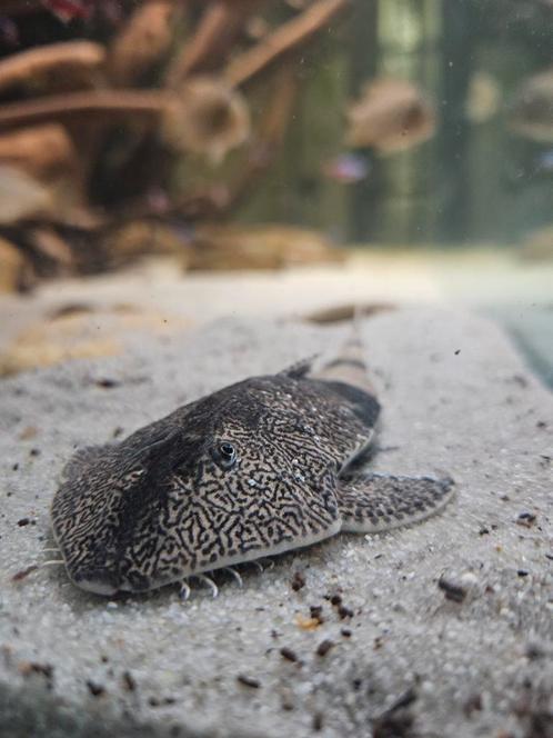 Volwassen koppel Pseudohemiodon apithanos
Wildvang, Dieren en Toebehoren, Vissen | Aquariumvissen, Zoetwatervis, Vis