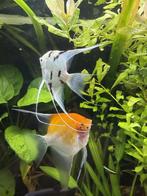 2 Maanvissen - 12/13cm, Vis