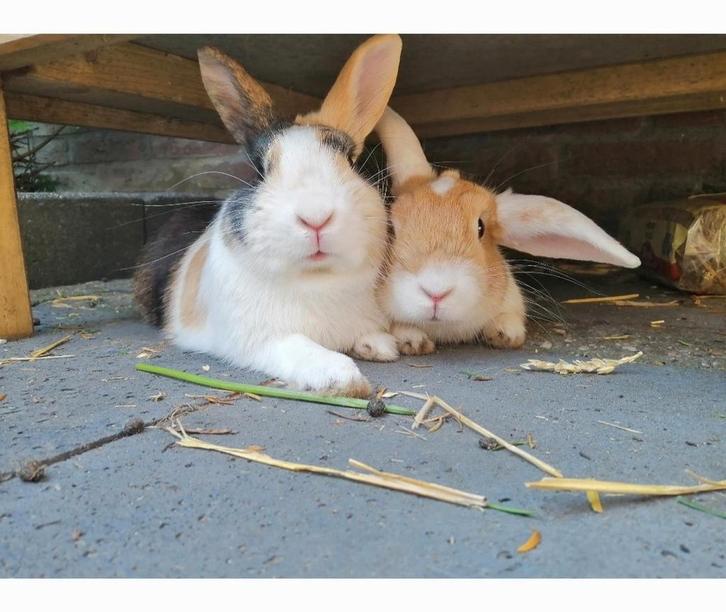 Knaagdieren oppas Barneveld, Dieren en Toebehoren, Overige Dieren, Meerdere dieren, Januari