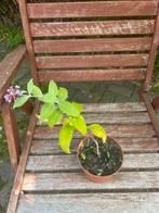 Vlinderstruik,/Buddleja, jonge plant. Paars bloeiend, Ophalen, Zomer, Overige soorten, Volle zon