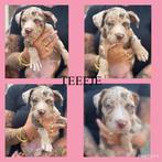 American Bully xxl, Dieren en Toebehoren, Overige rassen, Meerdere, Meerdere dieren, Nederland