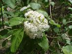 **ACTIE** Viburnum lantana, Wollige Sneeuwbal, Overige soorten, Vaste plant, Ophalen of Verzenden, Halfschaduw