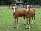 hengst veulens, Dieren en Toebehoren, Pony's, Hengst, Onbeleerd, Gechipt, 0 tot 2 jaar