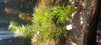 Rotala wallichii ., Ophalen of Verzenden