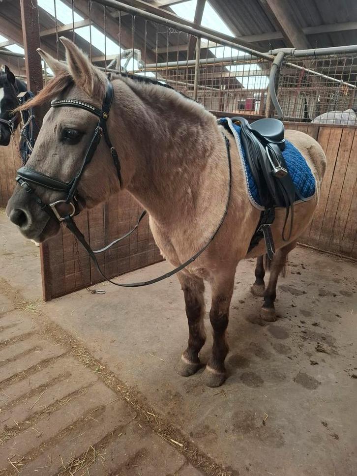 stalling gezocht!!!, Dieren en Toebehoren, Stalling en Weidegang