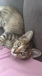 Kitten, Poes