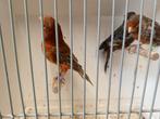 Landgraaf, Dieren en Toebehoren, Meerdere dieren, Kleurkanarie