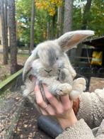 Rasechte Franse Hangoren, Dieren en Toebehoren, Konijnen, Meerdere dieren, Groot, 0 tot 2 jaar