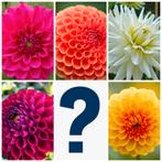6 Dahlia Knollen - Verschillende Soorten, Ophalen of Verzenden, Voorjaar, Volle zon, Knol