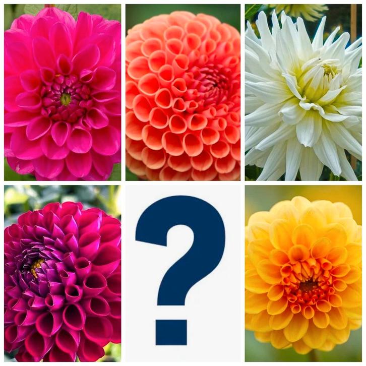 6 Dahlia Knollen - Verschillende Soorten, Tuin en Terras, Bloembollen en Zaden, Knol, Voorjaar, Volle zon, Ophalen of Verzenden
