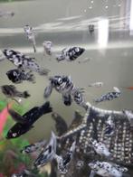 Hoog vin karpers, Dieren en Toebehoren, Vis, Zoetwatervis, Schoolvis