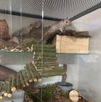 60x40x60 Gerbil terrarium met hamsterscaping, Minder dan 60 cm, Ophalen of Verzenden, Hok, Hamster