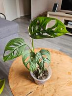 Monstera adansonii (Monkey Mask)., Huis en Inrichting, Kamerplanten, Ophalen, Overige soorten, Minder dan 100 cm