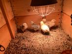 Kuikens Barneveld, Geslacht onbekend, Kip