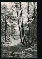 Terschelling - Bos-idylle [009-3481, Verzenden, 1940 tot 1960, Gelopen, Waddeneilanden