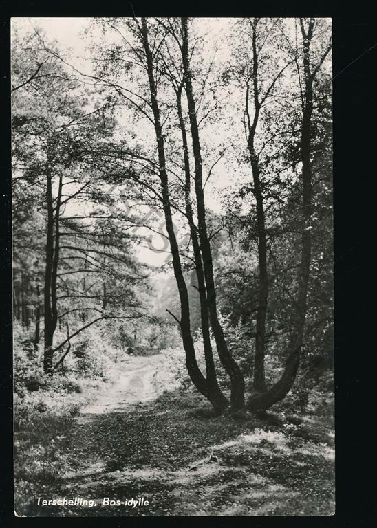 Terschelling - Bos-idylle [009-3481, Verzamelen, Ansichtkaarten | Nederland, Gelopen, Waddeneilanden, 1940 tot 1960, Verzenden