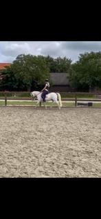 Knappe welsh pony ruin, Dieren en Toebehoren, Meerdere dieren, Niet van toepassing, B pony (1.17m tot 1.27m), Recreatiepony
