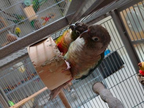 Koppel "tamme" pyrrhuras., Dieren en Toebehoren, Vogels | Parkieten en Papegaaien, Parkiet, Meerdere dieren, Pratend, Tam, Geringd