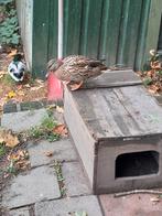 Koppels kwakers en losse woerd, Dieren en Toebehoren, Meerdere dieren, Eend