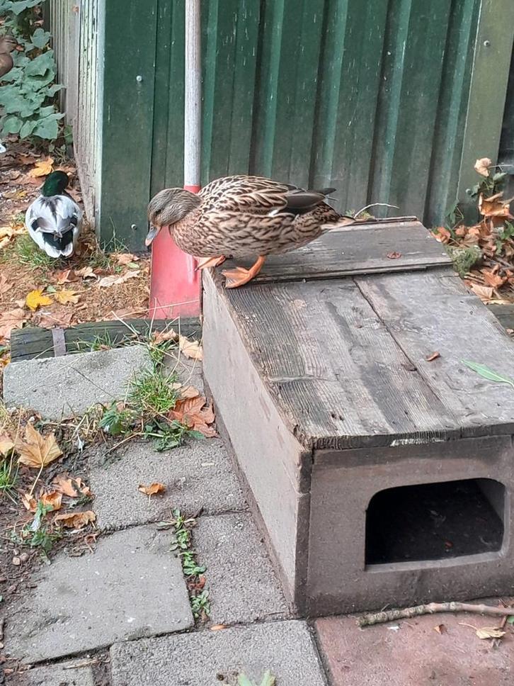 Koppels kwakers en losse woerd, Dieren en Toebehoren, Pluimvee, Eend, Meerdere dieren